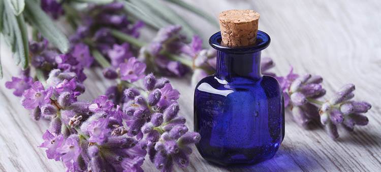 718xNxlavender-essential-oil.jpgqeafc86.pagespeed.ic_.ZXx93q_mbi.webp_