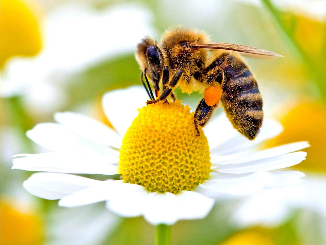 Wild-Bees-Are-In-Low-Numbers-In-Crucial-Areas