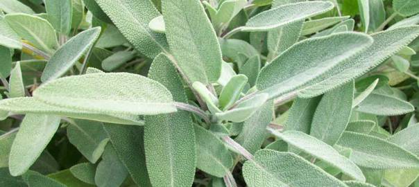 salvia-officinalis