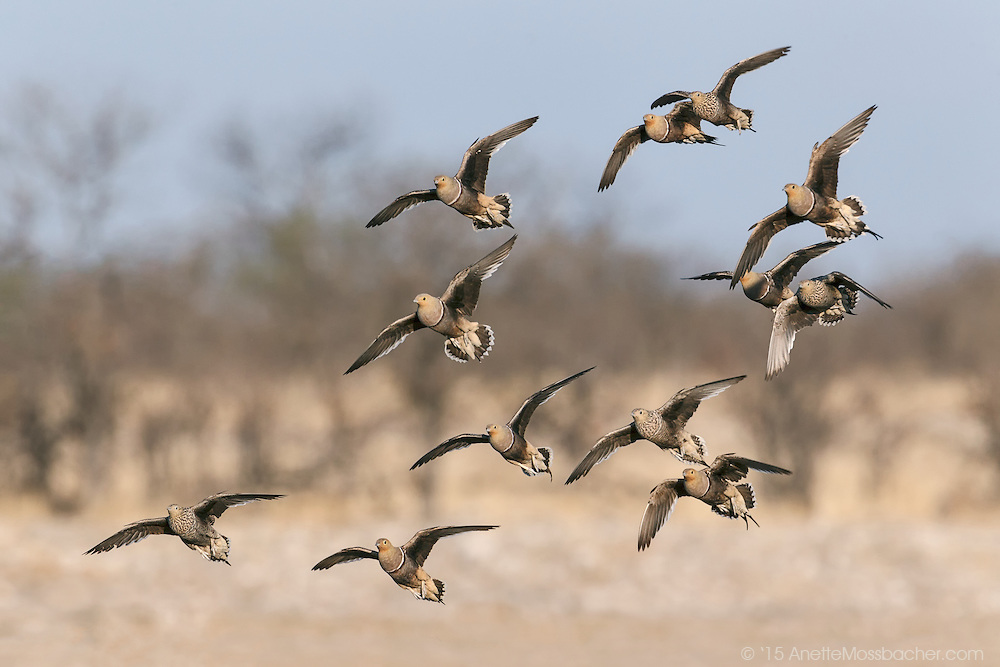 Namaqua-Sandgrouses-Flight-Mid-Air-Africa