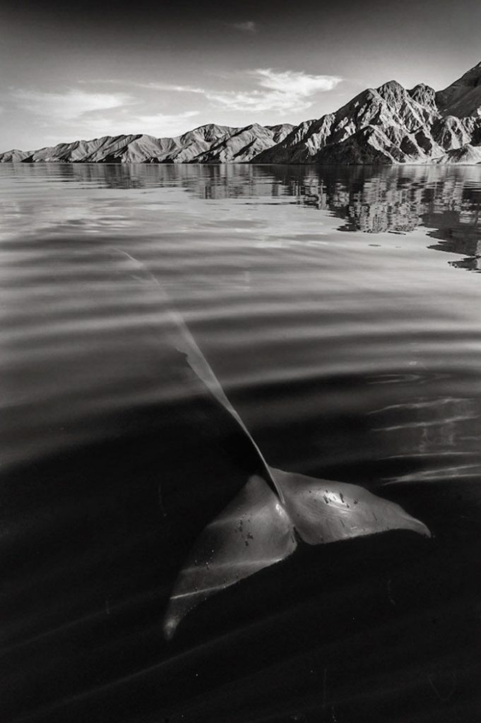 whales-dolphins-sea-animal-photography-marine-life-christopher-swann-3