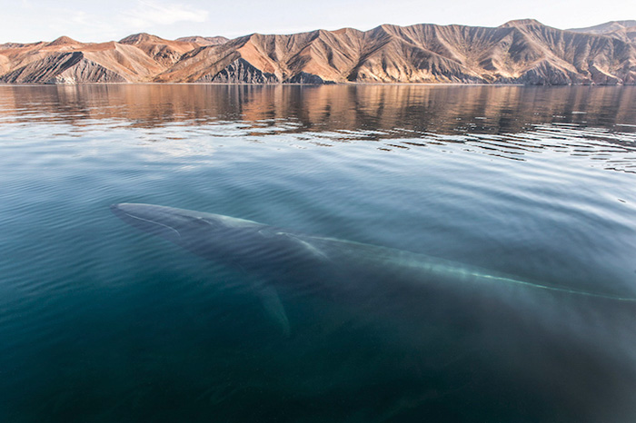 whales-dolphins-sea-animal-photography-marine-life-christopher-swann-7