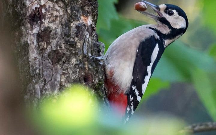 111335709_epa05588334-a-great-spotted-woodpecker-sits-on-a-chesnut-tree-with-a-nut-in-is-beak-in-mun-large_transtkfngflqhkpvpenfby9bqwas08iywehanrog-y58hhm