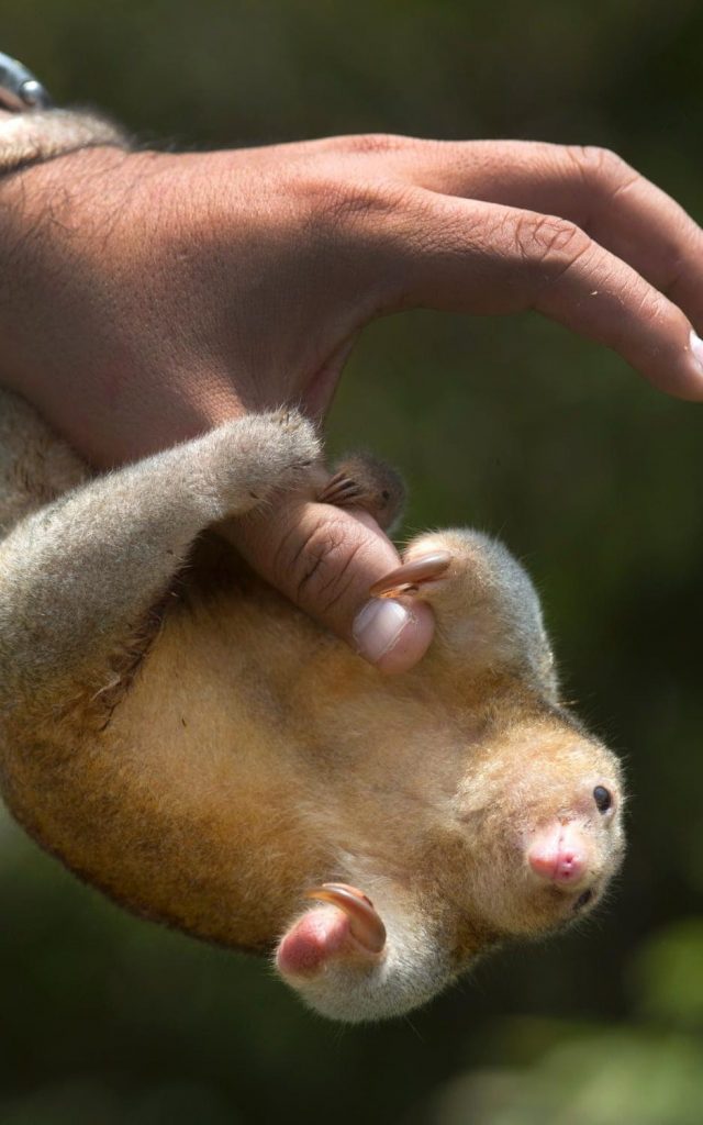 111551689_a-vet-holds-a-pygmy-anteater-also-known-as-a-silky-anteater-at-the-huachipa-zoo-on-the-out-xxlarge_transyv0ar9kwbpf2uryctj0rhrnpsug2aqvd07vwqrld89o