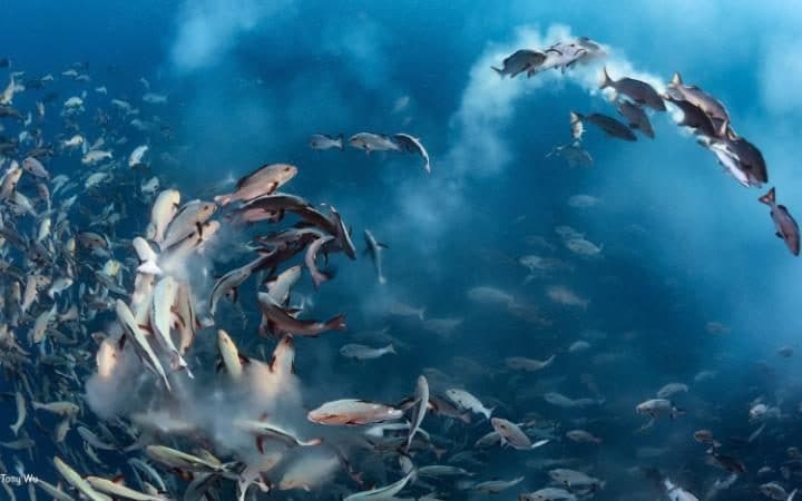 111620621fishiesnews-large_transeo_i_u9apj8ruoebjoaht0k9u7hhrjvuo-zlengruma