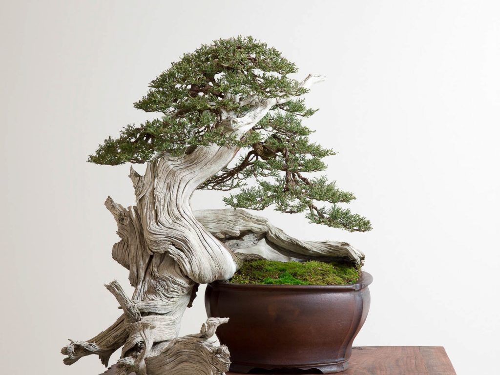 The deadwood on a Rocky Mountain juniper is rapidly becoming a highly prized feature of the species. “It was once thought to be an impossible subject for bonsai,” Neil says. (courtesy Bonsai Mirai)