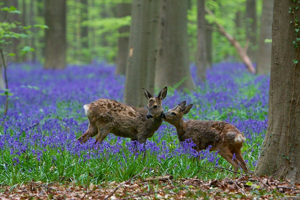 hallerbos-pylli-0008