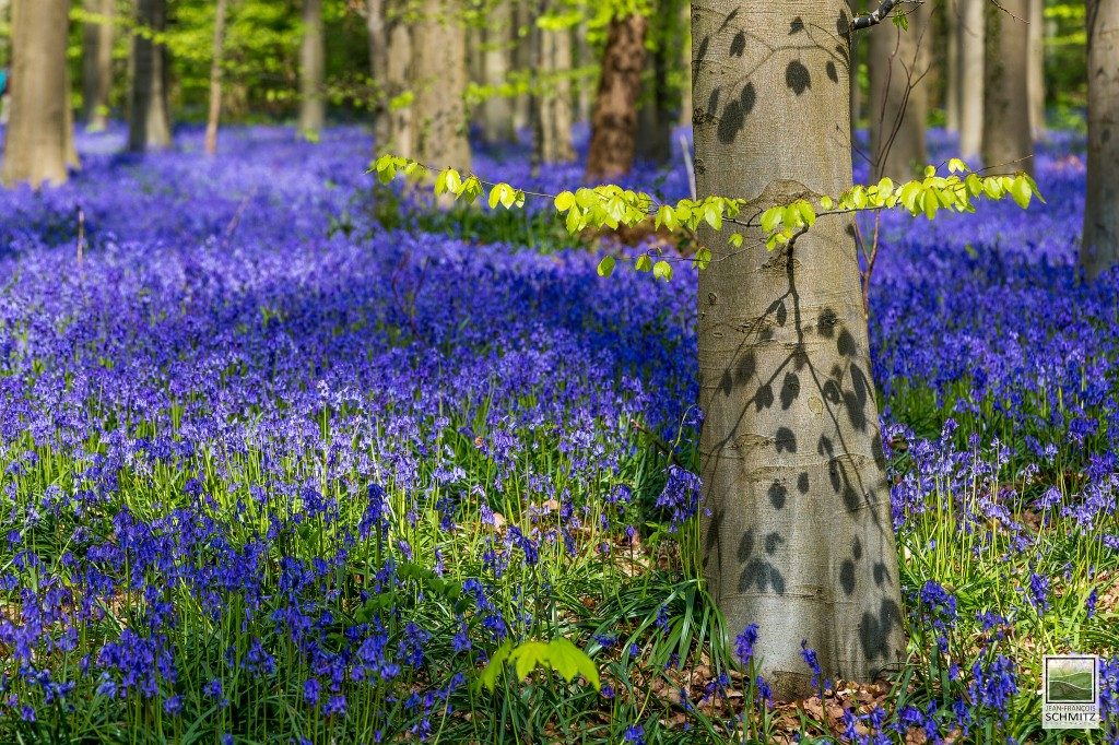 hallerbos-pylli-0009-1024x682