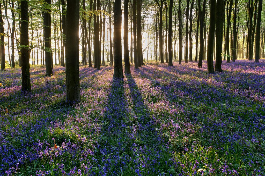 hallerbos-pylli-0010