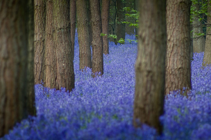 hallerbos-pylli-0015