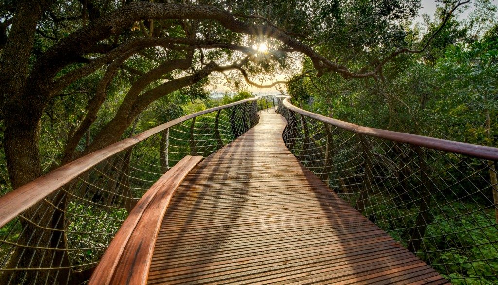 kirstenbosch12-1024x585