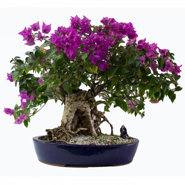 bougainvillea_bonsai-2__71878-1411174747-1280-1280