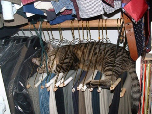 cat-funny-sleeping-position-on-clothes