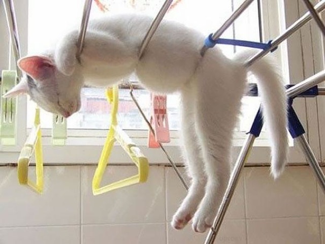 cats-sleeping-funny-positions-5