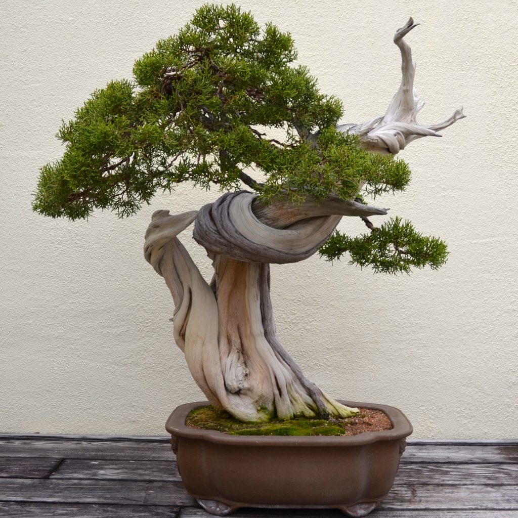 juniper-bonsai-trees