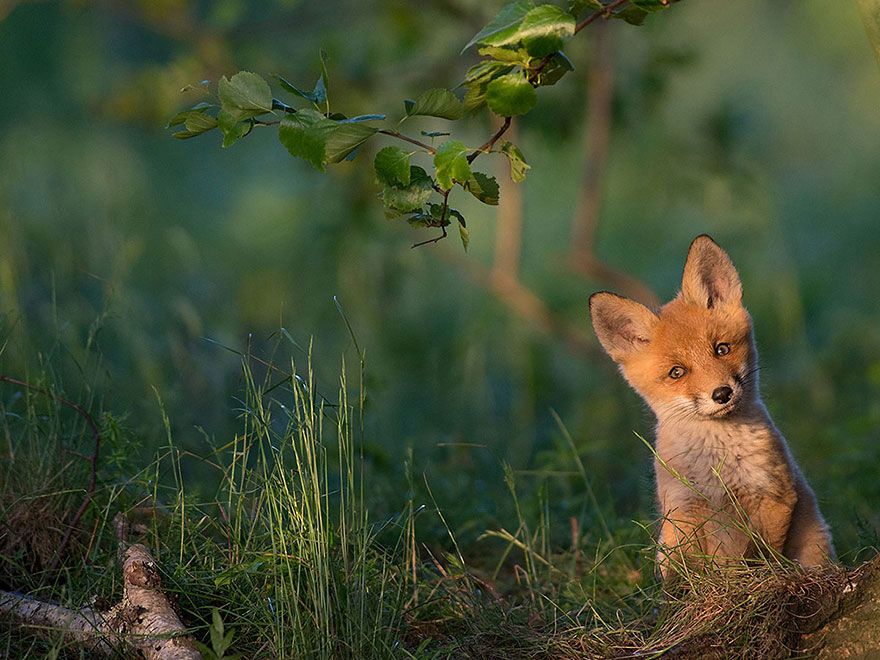 national-geographic-photo-of-the-day-internet-favorites-2015-40__880