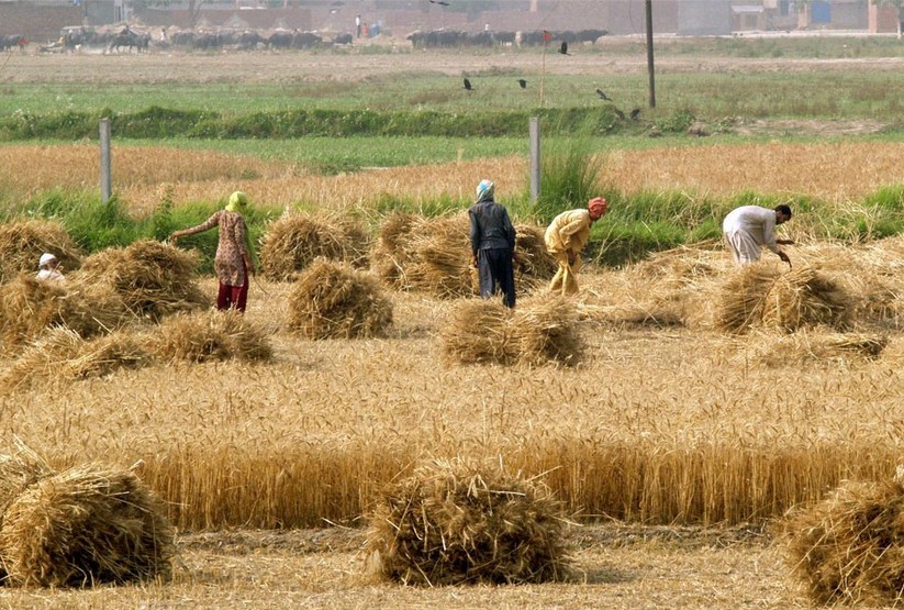 harvesting-wheat-crop-in-a-village
