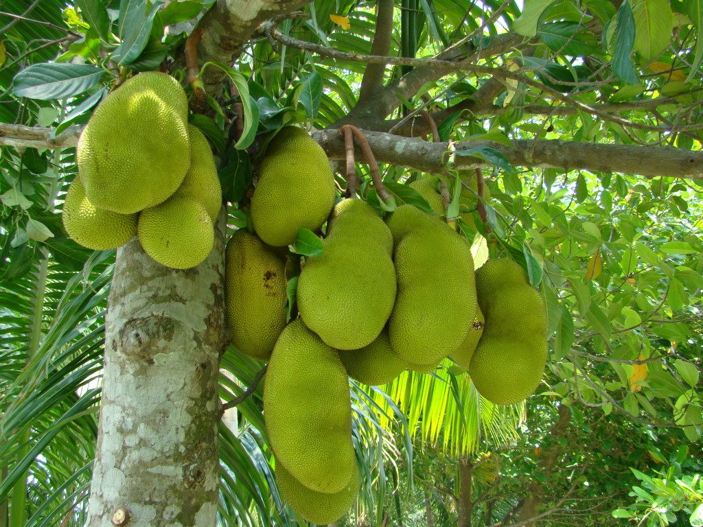 nangka-6-1024x768