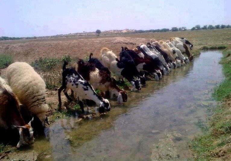 pakistani-village-photos-thirsty-goats-and-lambs-drinking-water-in-a-pakistani-village-pakistani-village-pictures-images