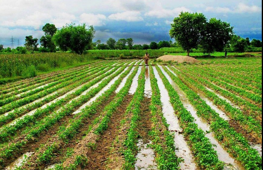 photos-of-pakistani-villages-pakistani-village-life-a-village-farmer-in-the-vegetable-fields-pictures-of-pakistani-villages