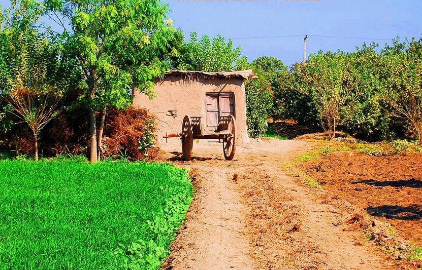 photos-of-pakistani-villages-photo-of-a-mud-hut-and-a-cart-in-a-fruit-garden-in-a-village-pictures-of-pakistani-villages-pakistani-village-life