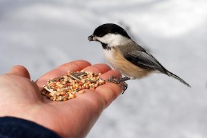 bird-feeding-600