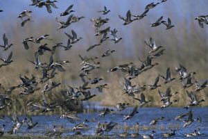 mixed-duck-flock-1665353_1280