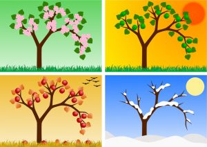 apple tree in four seasons