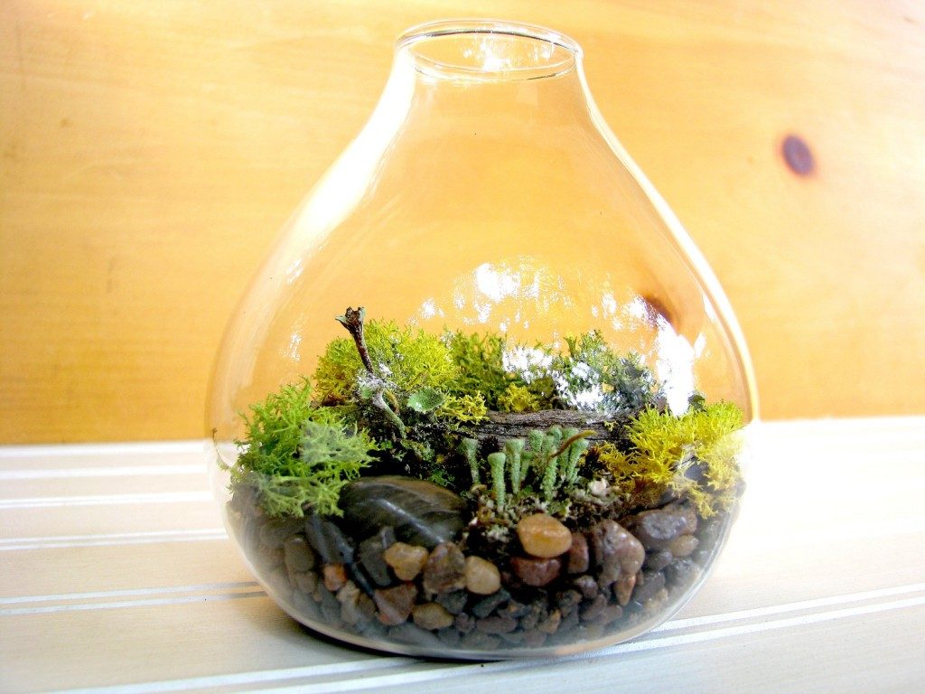 terrarium-4-1024x768