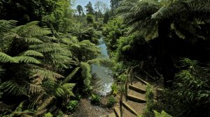 the-lost-gardens-of-heligan-cornwall-jungle-1