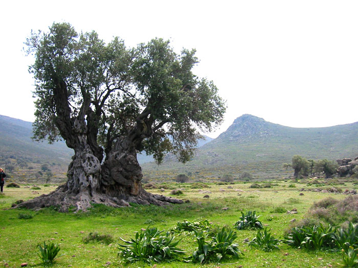 olive-tree-picture