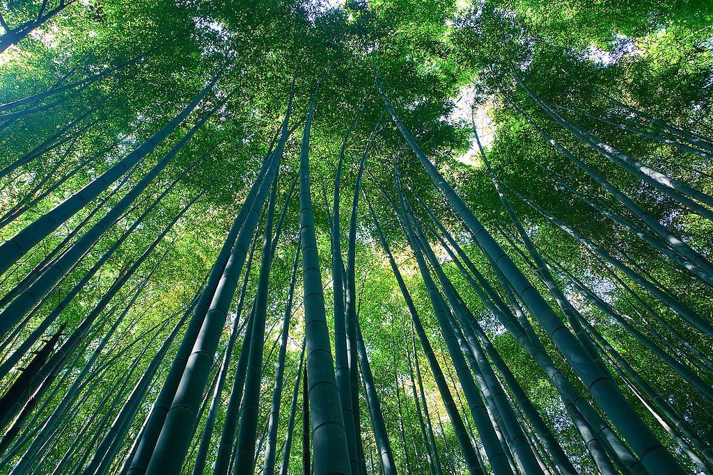 sagano_bamboo_forest