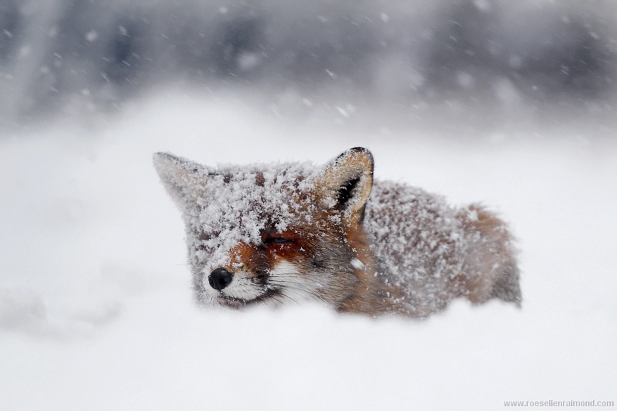 fox_inthe_snow