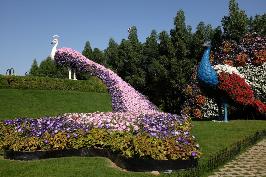 dubai-miracle-garden-peacocks