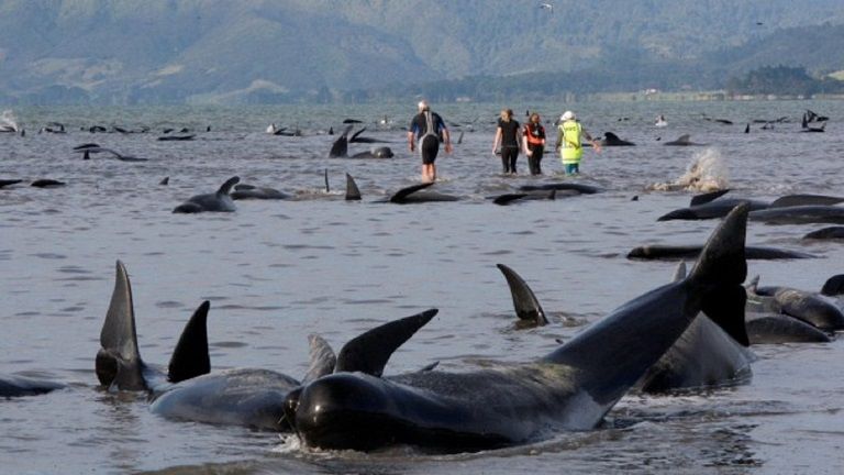 new-zealand-whales