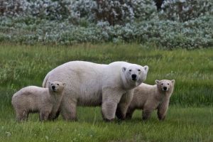 polarbearfamilylook1000